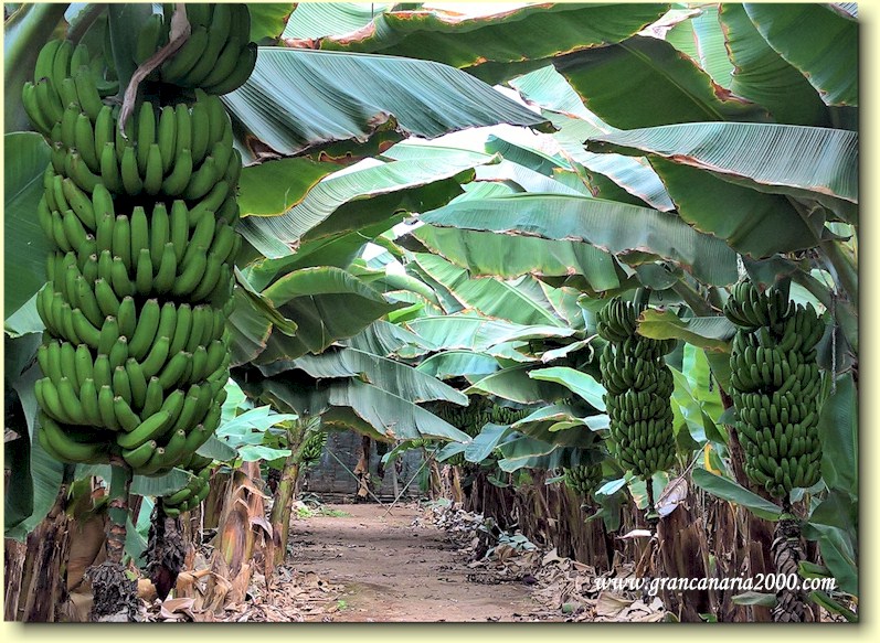 Bananplantasje nr Gldar p Gran Canaria.