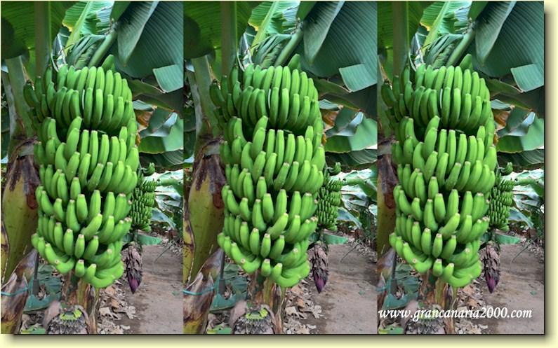 Pias de platano ≈ bananklaser