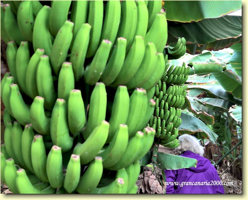 Bananplantasje i nrheten av Galdar.