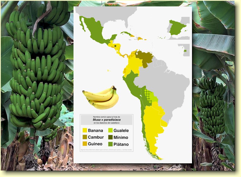 Fordelingen av Pltano og Banana i spansksprklige land. Kart lnt fra Wikipedia.