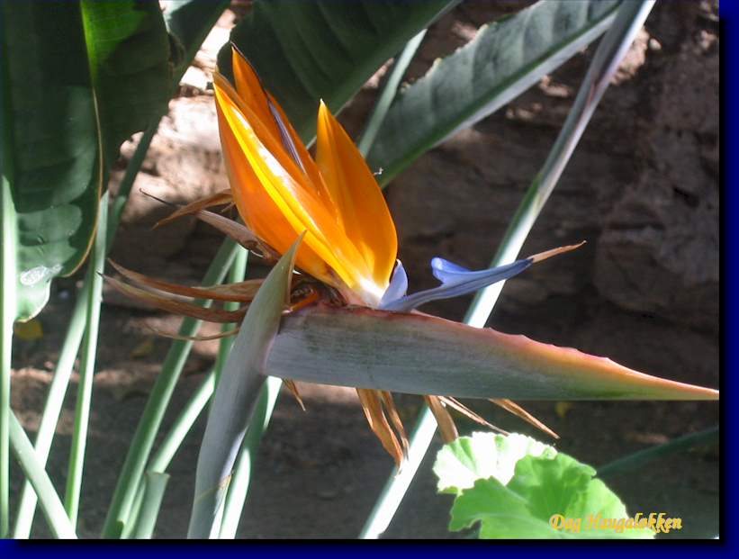 Strelitzia reginae stammer egentlig fra Sør-Afrika og er en av de mer spesielle hagevekstene på Gran Canaria.