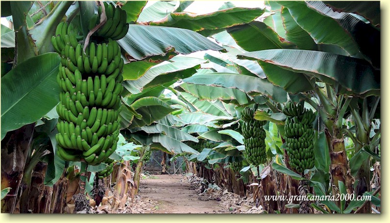 Galdar bananplantasje