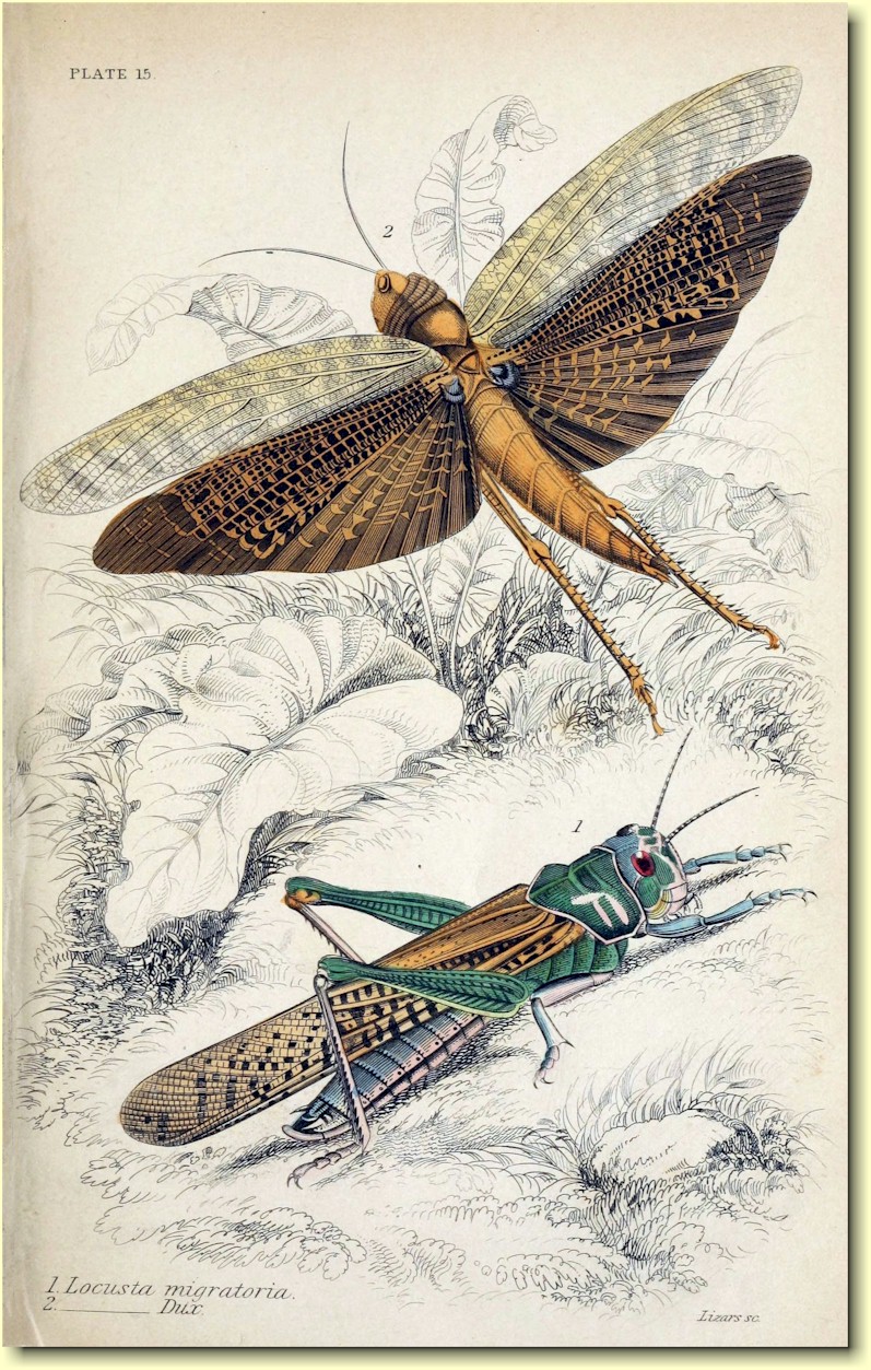 Fig.1) Locusta Migratoria. Fig. 2) Locusta Dux.