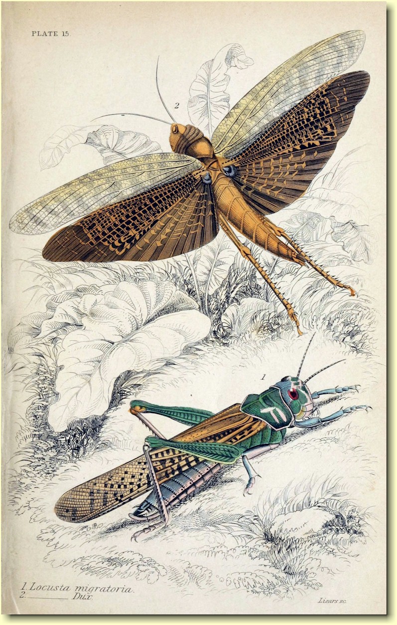 Fig.1)  Locusta Migratoria. Fig. 2) Locusta Dux.