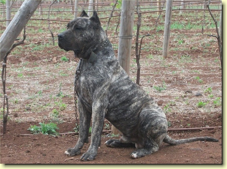 Presa Canario