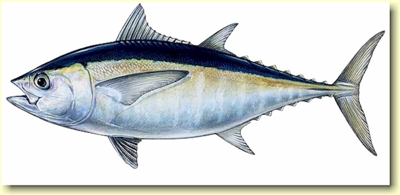Tunfisk