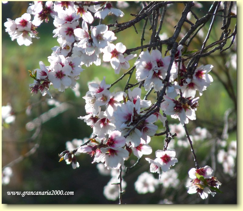Et bilde som inneholder blomstring, tre, fjr, kirsebrtre i blomstring

Automatisk generert beskrivelse