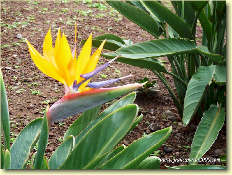 Et bilde som inneholder plante, blomster, strelitzia