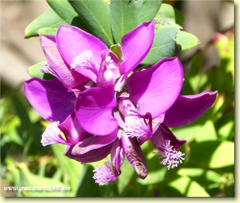 Et bilde som inneholder plante, blomsterblad, lilla, orkid

Automatisk generert beskrivelse