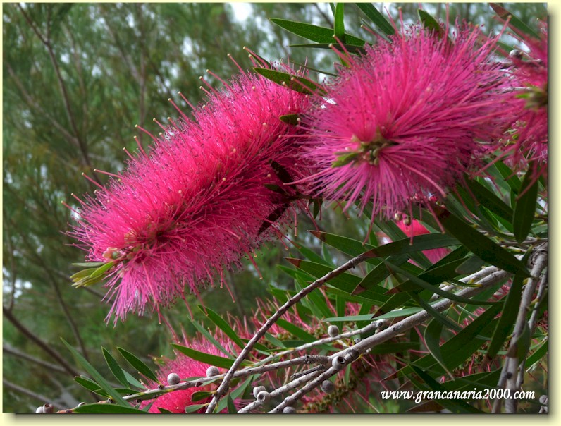 Callistemon perth pink eller Bottlebrush flower.