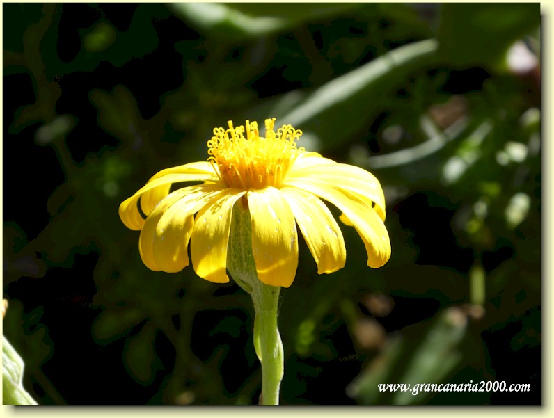 Et bilde som inneholder blomster, plante, pollen, blomsterblad

Automatisk generert beskrivelse