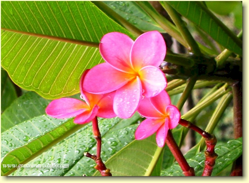 Et bilde som inneholder plante, blomsterblad, frangipani, nellik

Automatisk generert beskrivelse