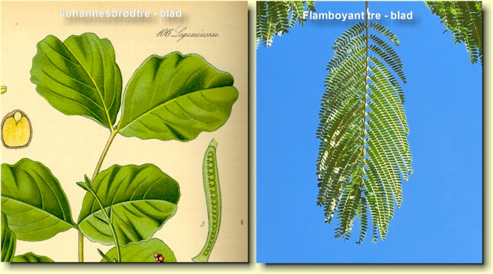 Til venstre bladverk fra johannesbrdtre (Flora von Deutschland, sterreich und der Schweiz 1885), til hyre bladverk fra flamboyanttre 
