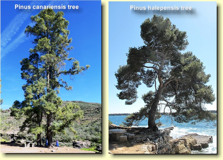 Til venstre: Pinus canariensis ved Presa de las Nias foto G.N.). Til hyre: illustrasjonsfoto av Pinus halepensis (norsk: Aleppofuru) lnt fra Wikipedia (Foto: Tangopaso).