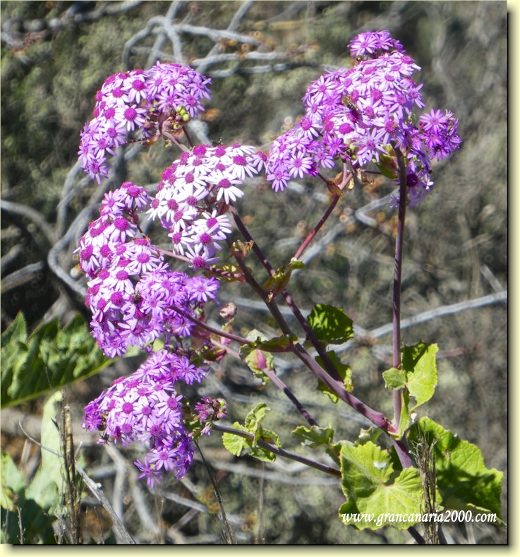 Pericallis er en liten slekt i tusenfrydfamilien.