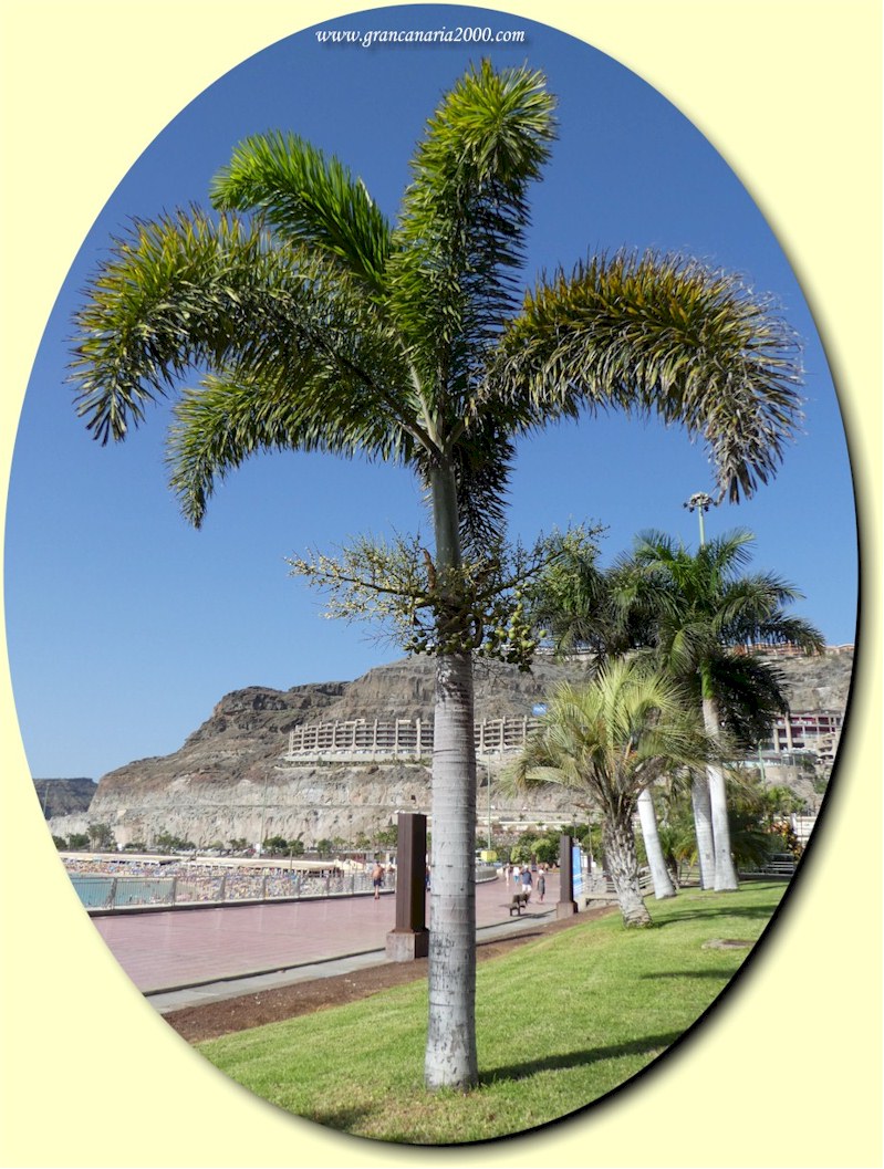 En kongepalme ved Amadoresstranden p Gran Canaria 