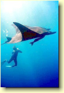 Manta - Wikipedia