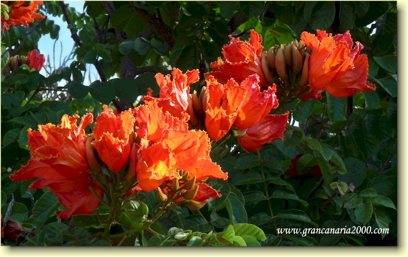 Et bilde som inneholder plante, tre, blomsterblad, utendrs

Automatisk generert beskrivelse